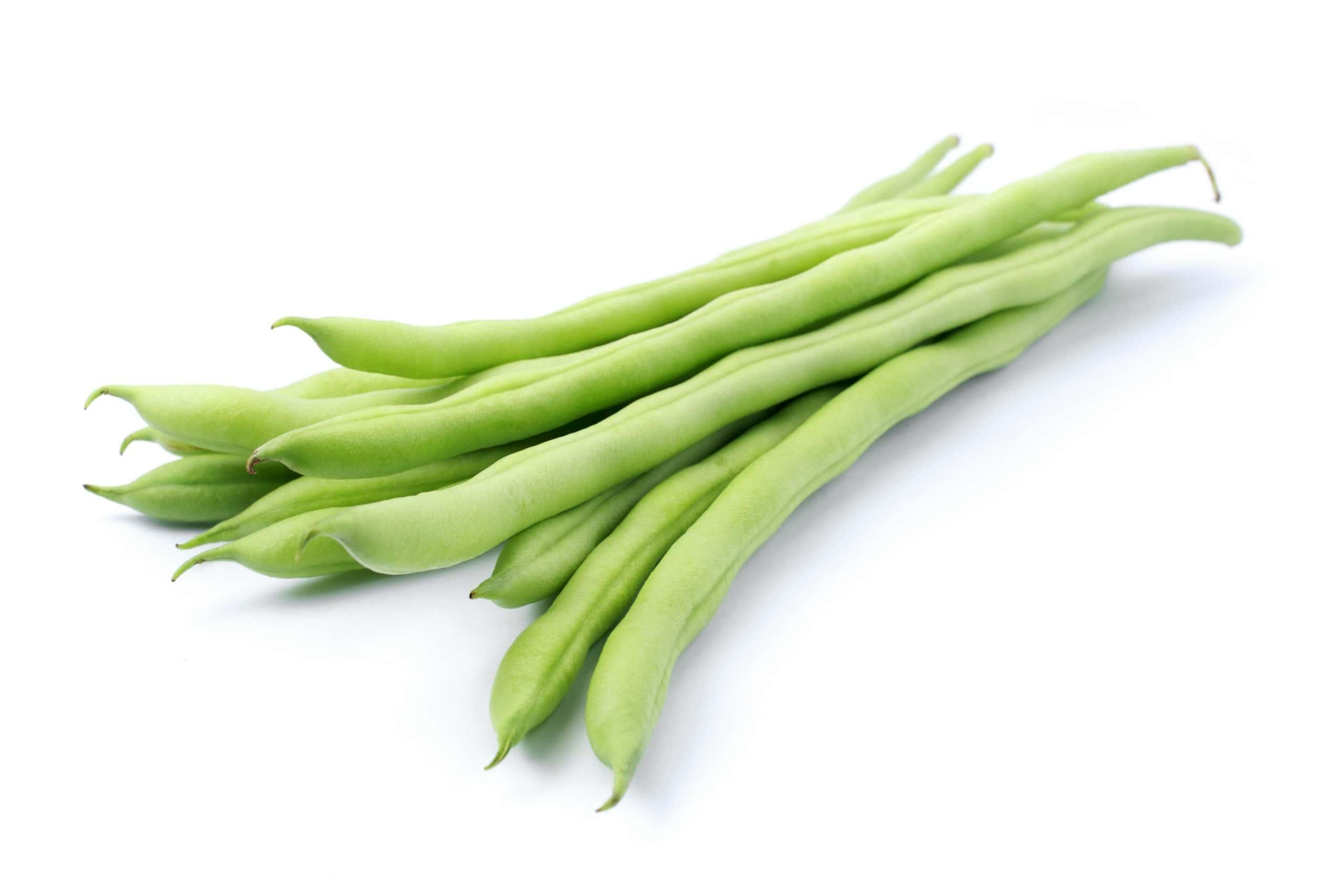 Premium Bean Seeds V2