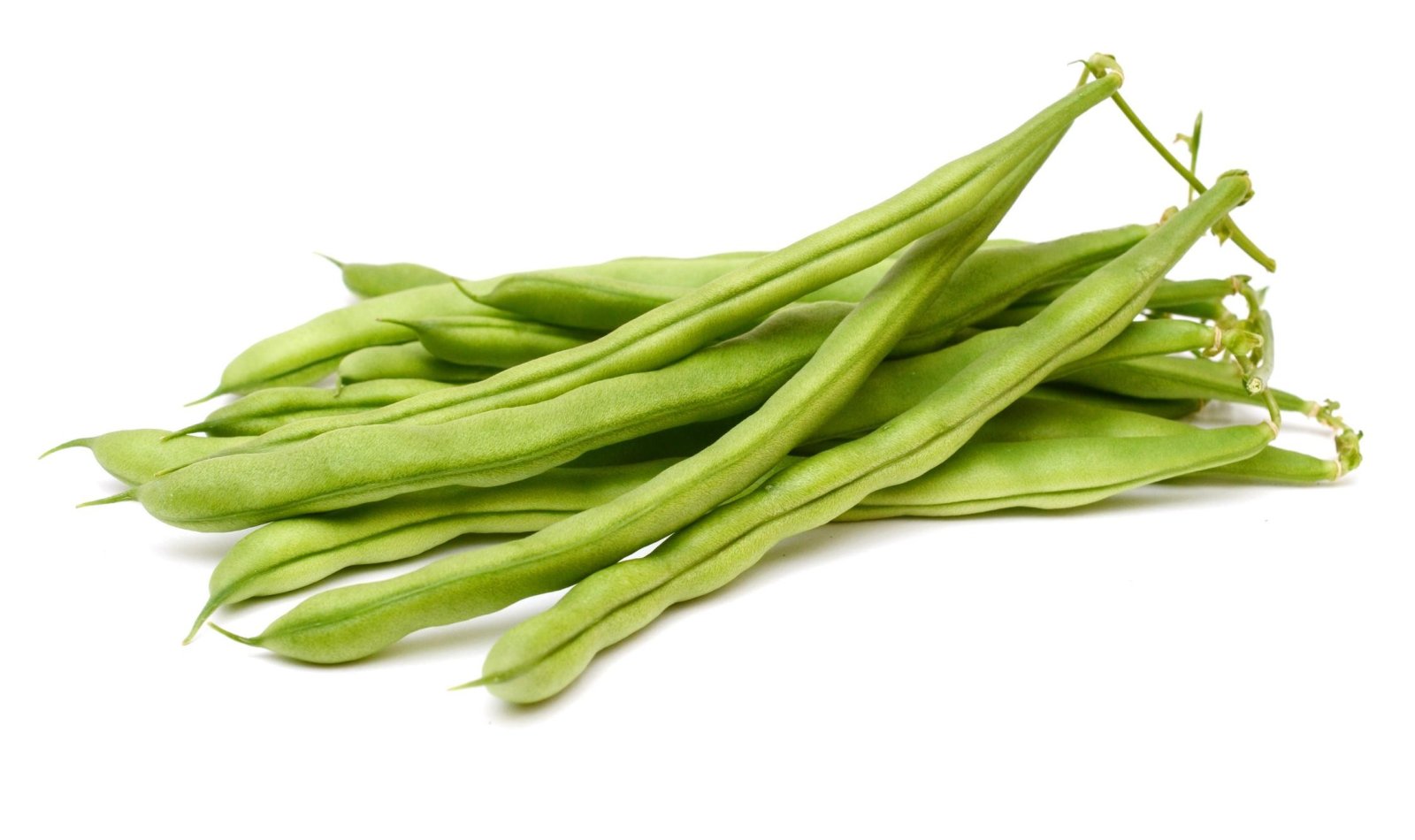 Premium Bean Seeds V2