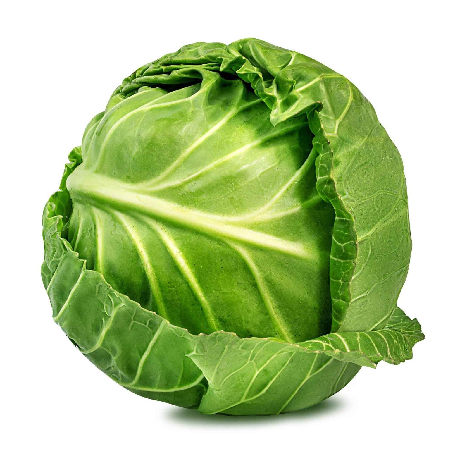 Premium Cabbage Seeds V1