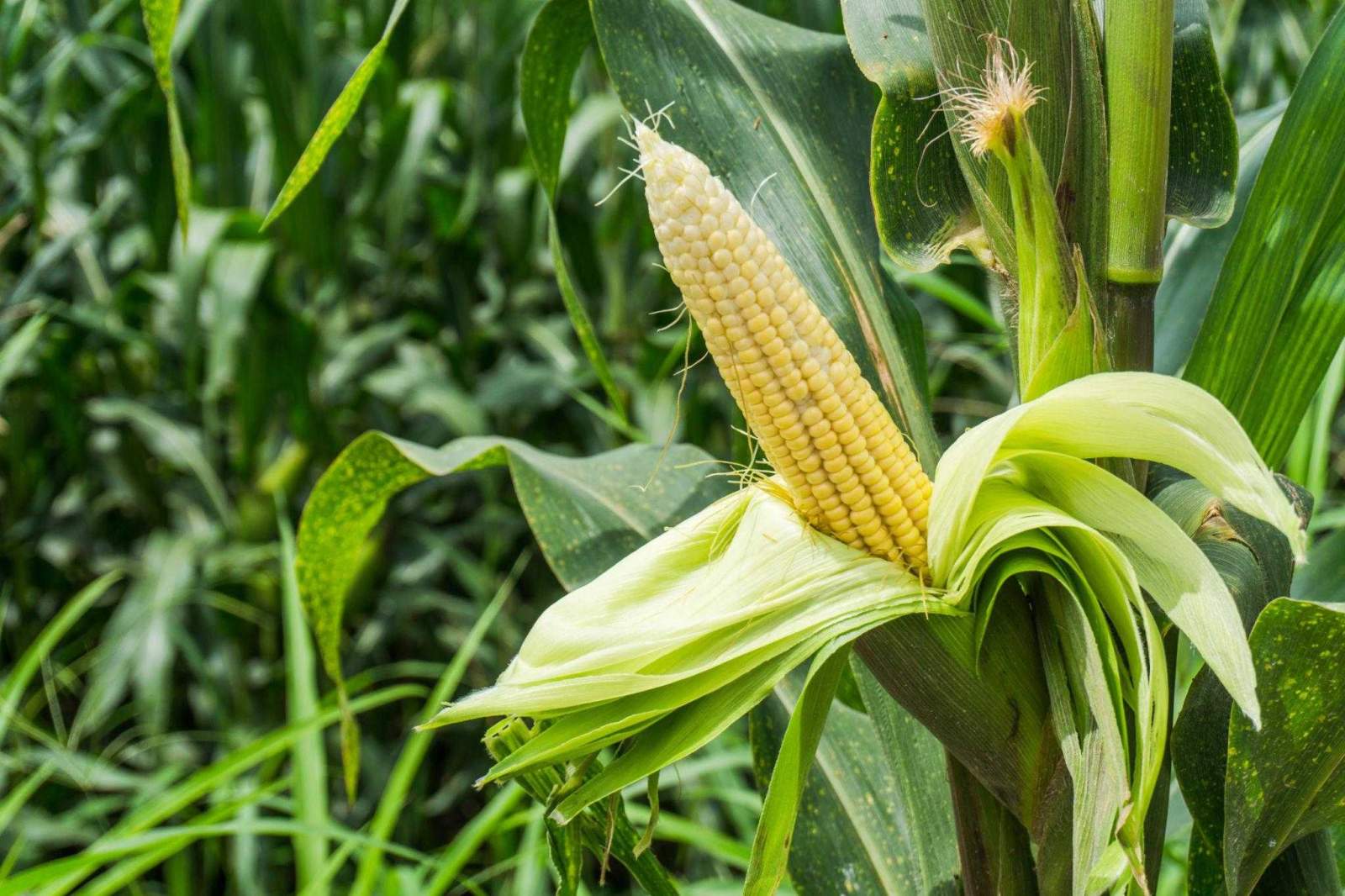 Premium Sweet Corn Seeds V2