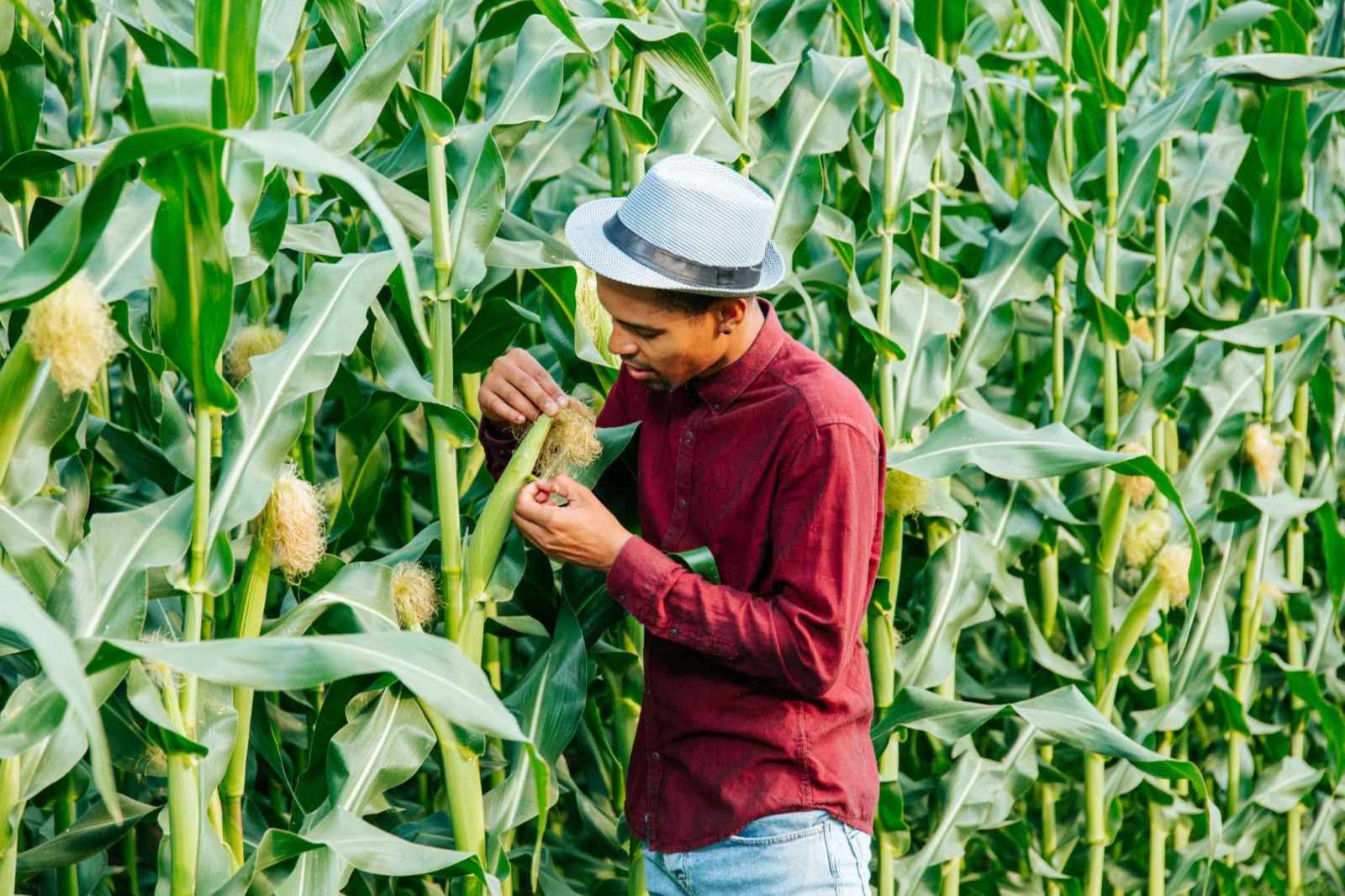 Premium Sweet Corn Seeds V1