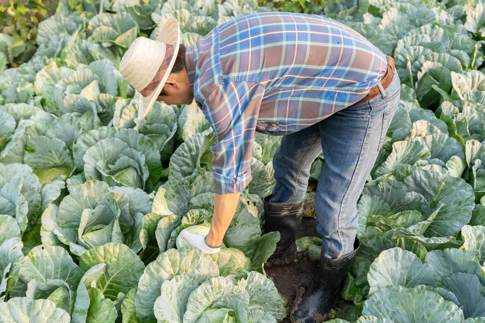 Premium Cabbage Seeds V3